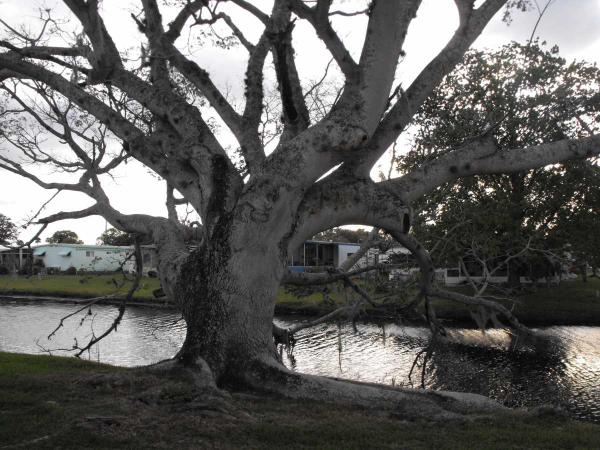 Harbor View5925 Eastlake DriveNew Port Richey, FL 34653