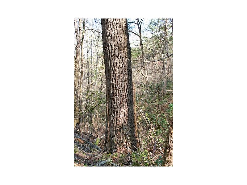 40+ac Castleberry Bridge Road, Dahlonega, GA 30533