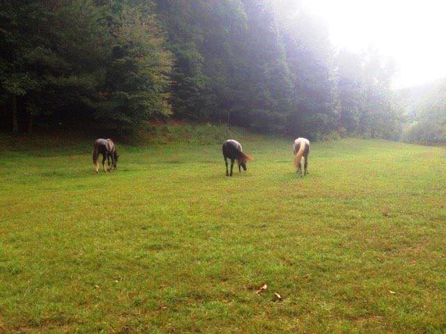 6846 Roy Road, Ellijay, United States 30536