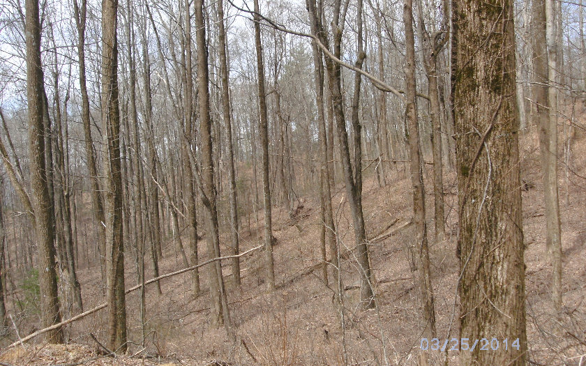 TATUM LEAD ROAD, Ellijay, GA 30540