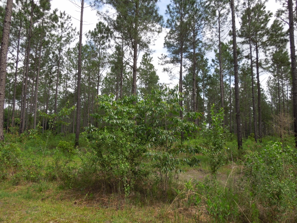 5907 Old Coffee Road, Adel, United States 31620