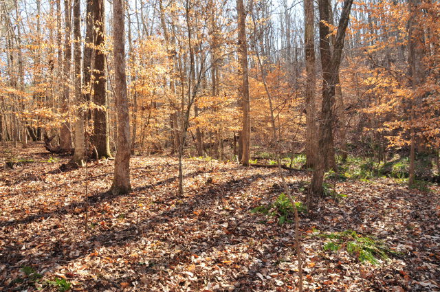 Lot 1 MORGAN COPELAND ROAD, Pine Mountain Valley, GA 31823