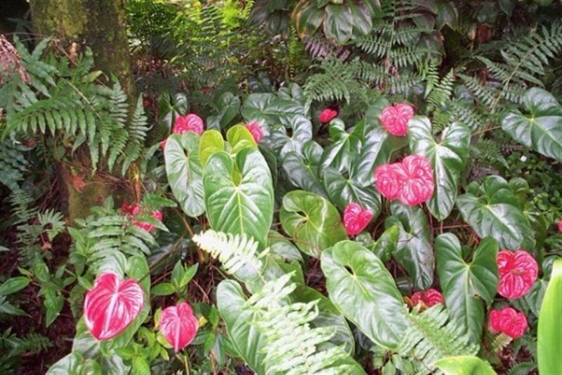 2126 Waianuenue Ave, Hilo, HI 96720