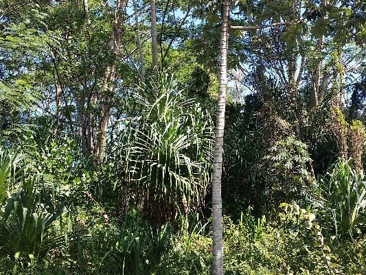 12TH AVE, Keaau, HI 96749