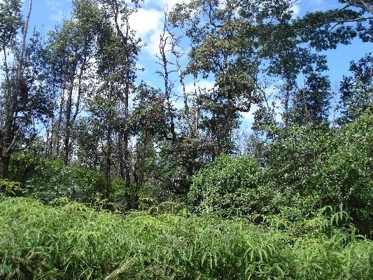 RAILRD RD, Keaau, HI 96749