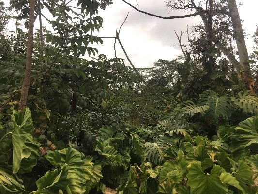 3RD AVE, Keaau, HI 96749