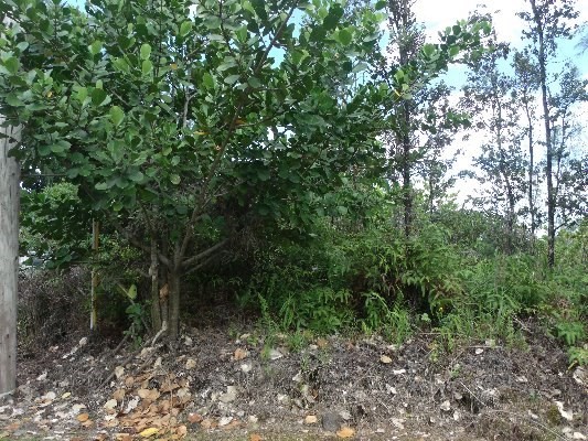 LEMIWAI RD, Keaau, HI 96749