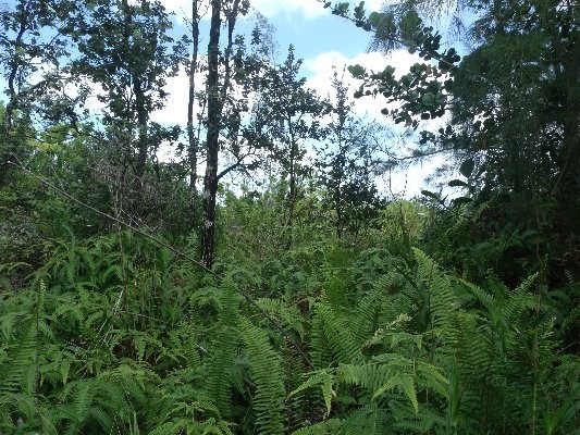 LEMIWAI RD, Keaau, HI 96749