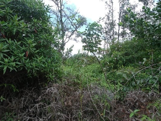 LEMIWAI RD, Keaau, HI 96749