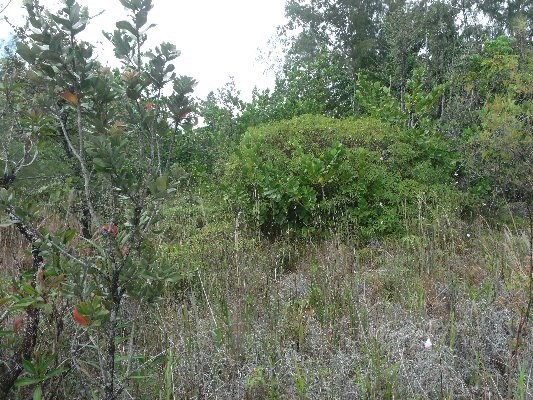 LEMIWAI RD, Keaau, HI 96749