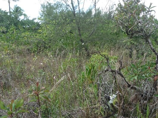 LEMIWAI RD, Keaau, HI 96749