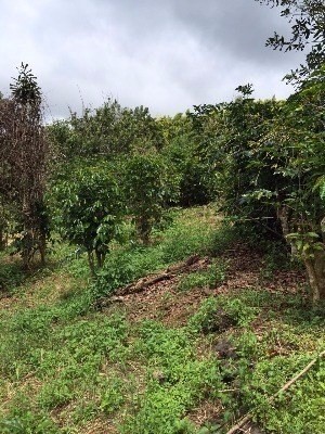 Kainaliu, HI 96750