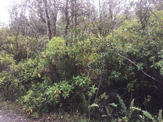 ROAD 5 , Mountain View, HI 96771