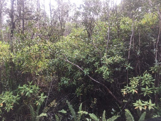 ROAD 5 , Mountain View, HI 96771