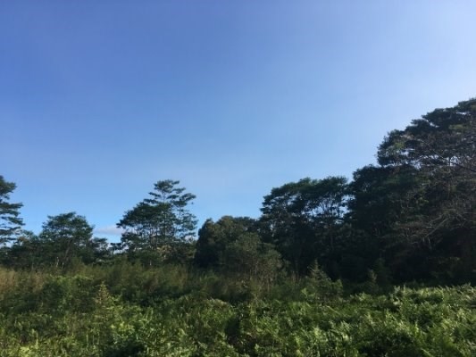 17-571 Volcano Rd, Mountain View, HI 96771