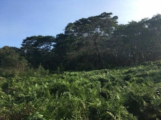 17-571 Volcano Rd, Mountain View, HI 96771