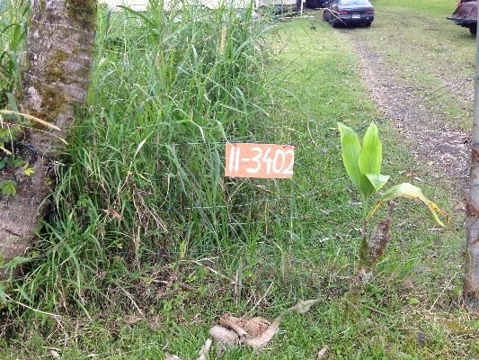 11-3402 HIBISCUS ST, Mountain View, HI 96771