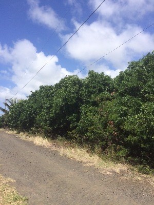 Naalehu, HI 96772