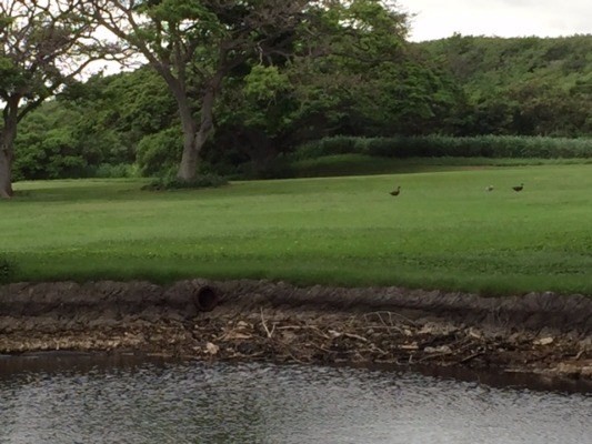 ALAHAKI RD, Pahala, HI 96777