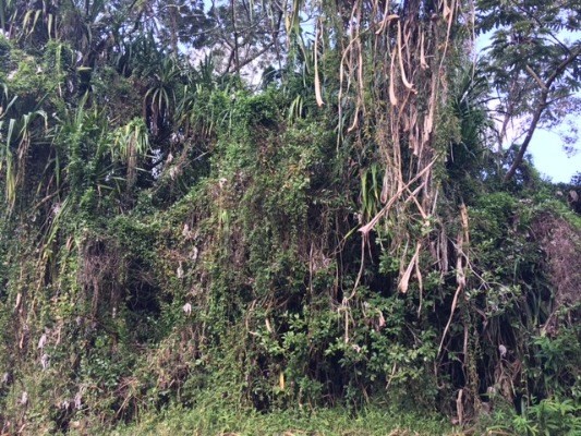 S MANINI ST, Pahoa, HI 96778