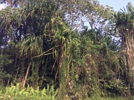 S MANINI ST, Pahoa, HI 96778