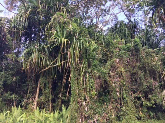 S MANINI ST, Pahoa, HI 96778