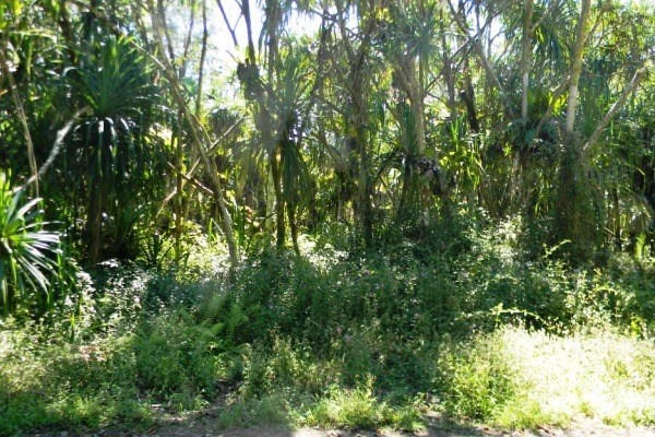 S OOPU ST, Pahoa, HI 96778