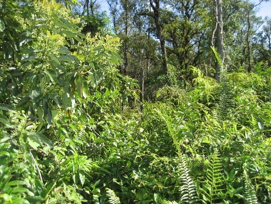 16-2697 AINALOA DR, Pahoa, HI 96778