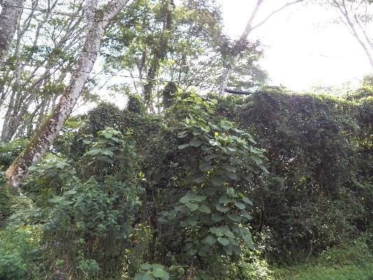 S HINALO RD, Pahoa, HI 96778