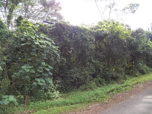 S HINALO RD, Pahoa, HI 96778