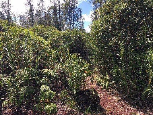 16-2032 ALOHA DR, Pahoa, HI 96778