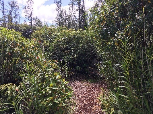 16-2032 ALOHA DR, Pahoa, HI 96778