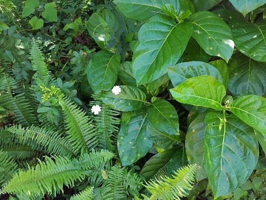 KAIHULALI ST, Pahoa, HI 96778