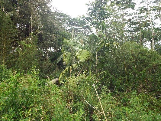 Pahoa, HI 96778