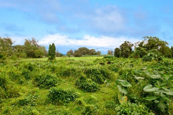 Pepeekeo, HI 96783
