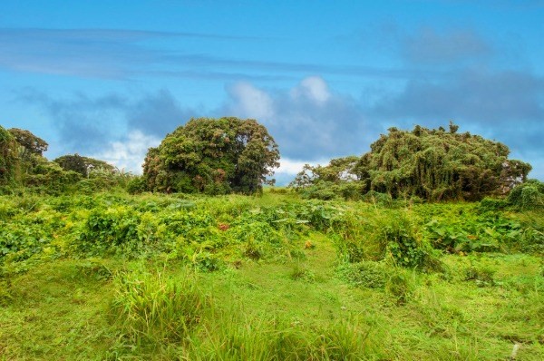 Pepeekeo, HI 96783