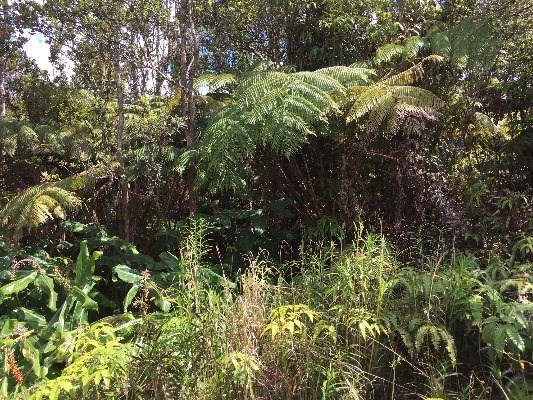 MOKUNA ST, Volcano, HI 96785