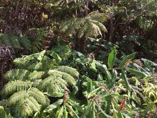 MOKUNA ST, Volcano, HI 96785