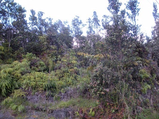 11-3302-A Alaula, Volcano, HI 96785