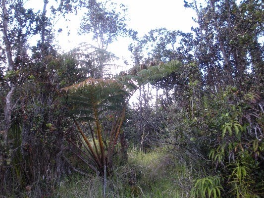 11-3302 Alaula, Volcano, HI 96785