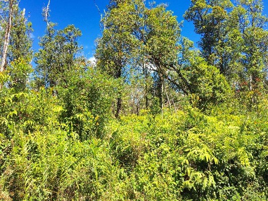 Jungle King Lot 59, Volcano, HI 96785