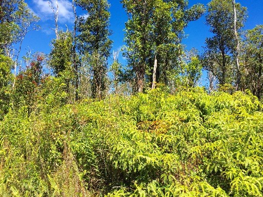 Jungle King Lot 59, Volcano, HI 96785