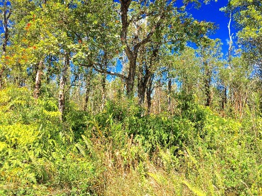Jungle King Lot 59, Volcano, HI 96785