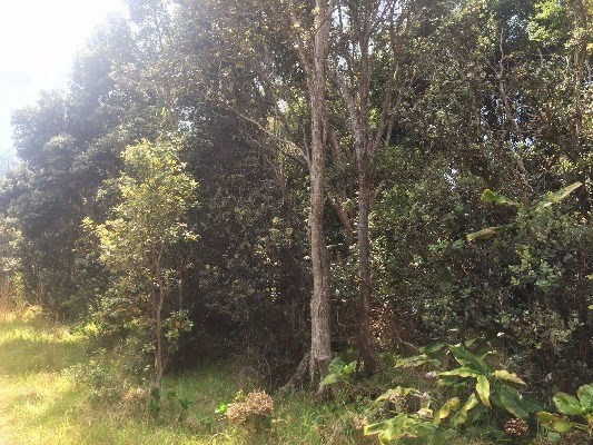 Volcano, HI 96785