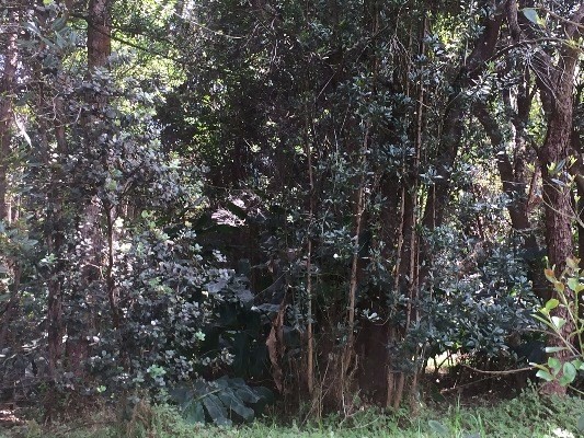 Volcano, HI 96785
