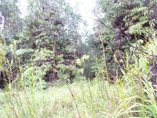 N.GLENWOOD ROAD, Volcano, HI 96785