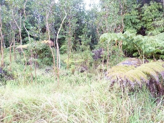 N.GLENWOOD ROAD, Volcano, HI 96785