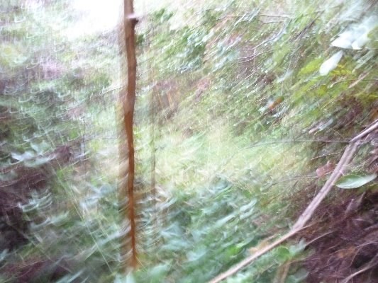 N.GLENWOOD ROAD, Volcano, HI 96785
