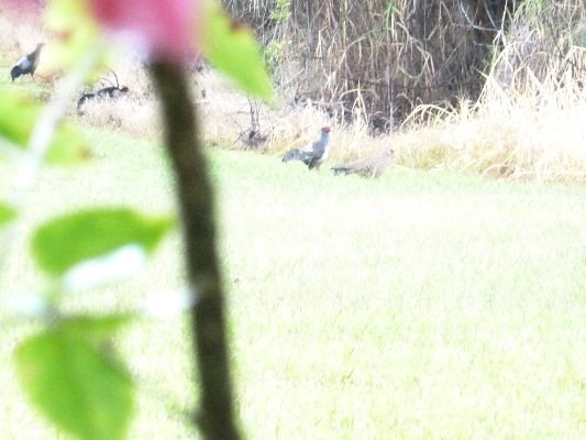 N.GLENWOOD ROAD, Volcano, HI 96785