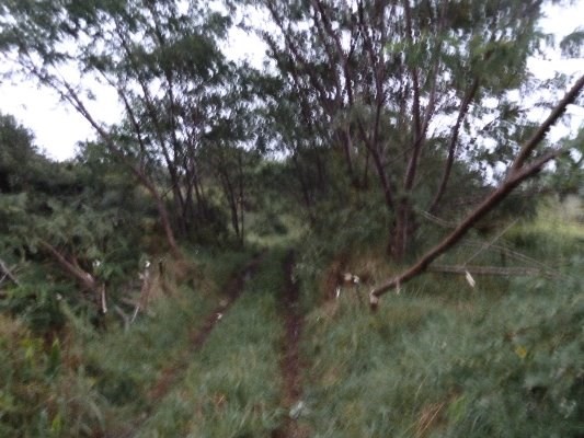 18-2320 N GLENWOOD RD, Volcano, HI 96785